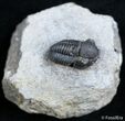 Small Gerastos Trilobite - Morocco #2504-2